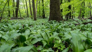 medvedí cesnak les príroda jar 1140px (TASR/Dano Veselský)