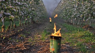 Ovocinári zvládli mrazy, na nepriazeň počasia sa pripravili