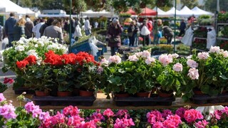 Nitrianske výstavisko rozkvitlo, milovníci kvetov si prišli na svoje