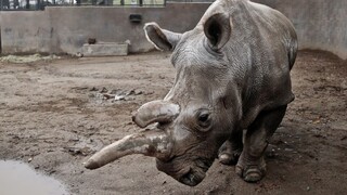 Posledný nosorožec svojho druhu má profil na známej zoznamke