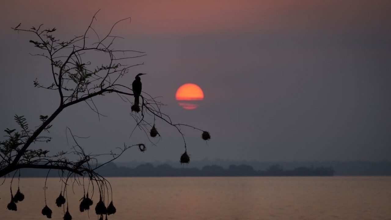 Do Rwandy sa vracia jedno z najohrozenejších zvierat sveta