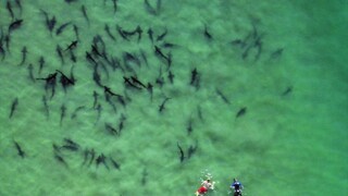 V americkom zálive hynú stovky žralokov, vedci hľadajú príčinu