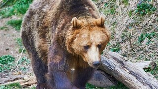 Ľudia majú obavy, medvede opäť pobehujú po osadách