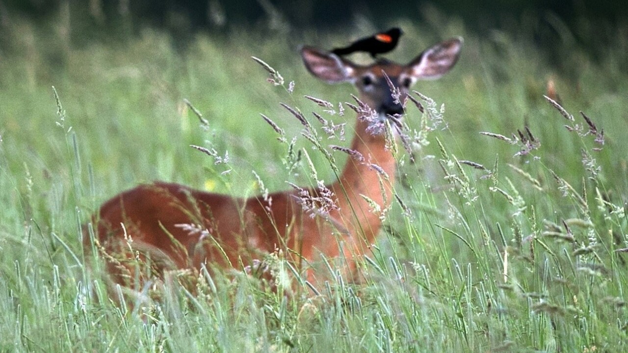 Fotografie zachytili jeleňa, ako hodoval na ľudských pozostatkoch