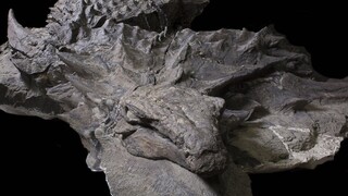 Našli najlepšie zachovaného dinosaura, vyzerá ako spiaci drak