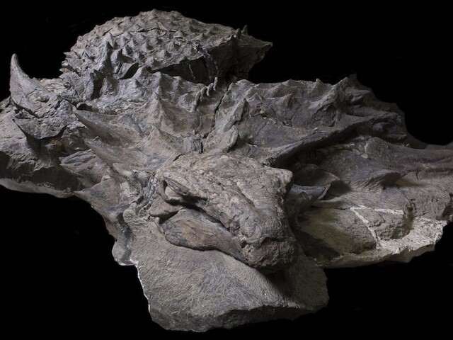 Našli najlepšie zachovaného dinosaura, vyzerá ako spiaci drak