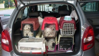 Zviera už nebude vecou. Zákon chce pomôcť tým, ktoré sú týrané