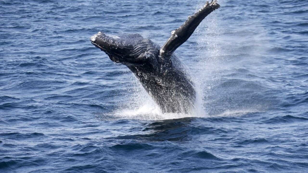 Prečo sú veľryby také obrovské? Vedci zistili dôvod