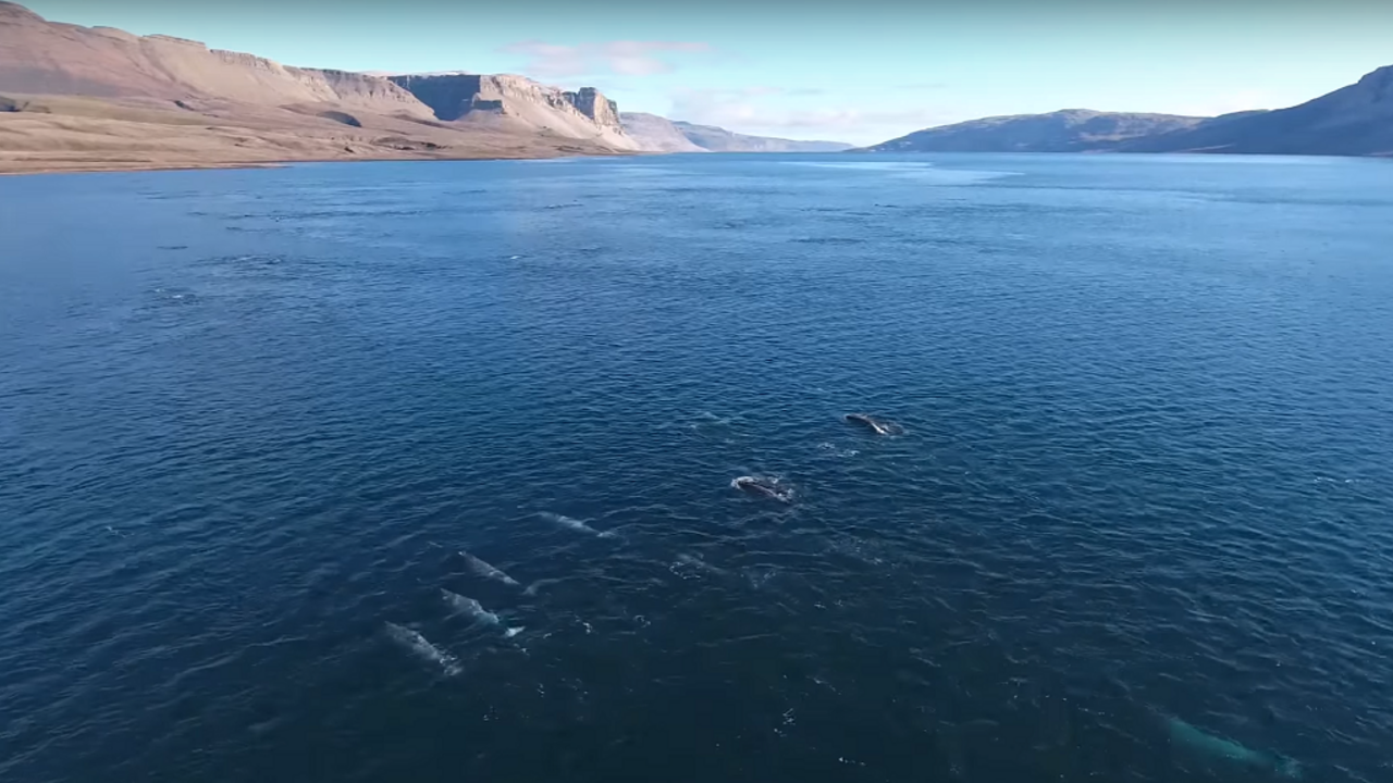 Unikátne video ukázalo, na čo morský jednorožec používa svoj roh