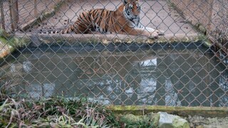Tiger napadol opatrovateľku v ZOO, bola na mieste mŕtva