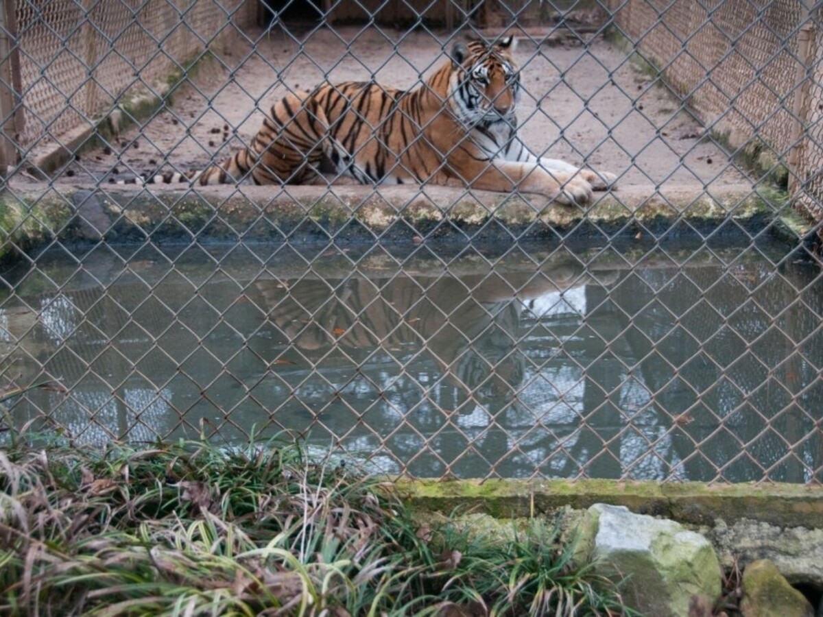 Tiger napadol opatrovateľku v ZOO, bola na mieste mŕtva