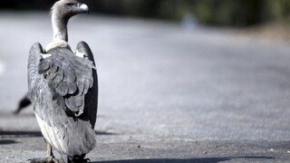 Dvom homosexuálne orientovaným supom sa podarilo vysedieť vajce