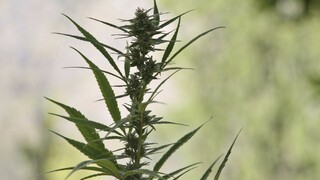 Marihuana gandža weed gres 1140 px (SITA/AP)
