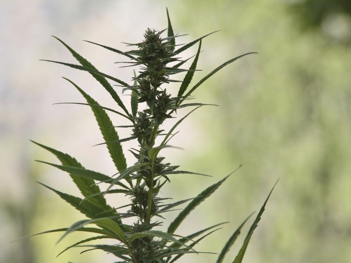 Marihuana gandža weed gres 1140 px (SITA/AP)