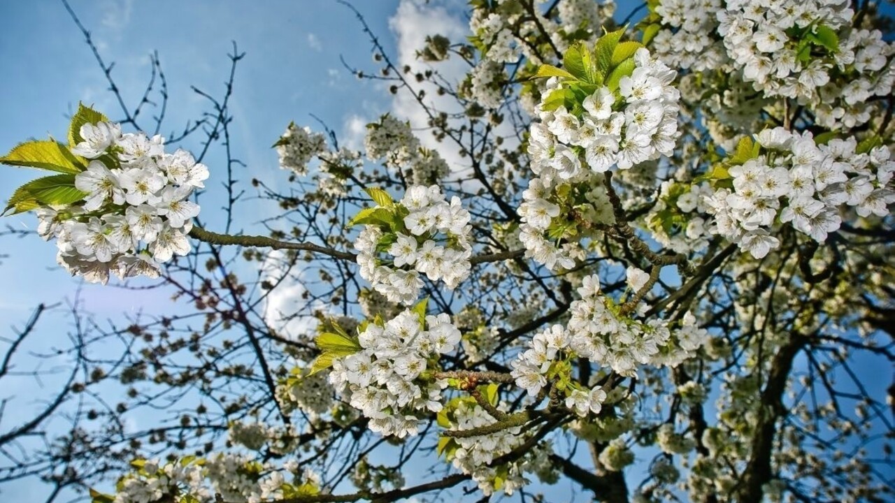 Americké štáty vzdorujú, chcú vytvoriť ekologickú alternatívu