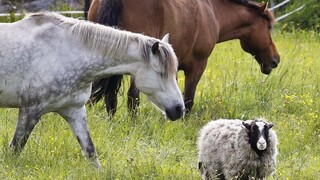 Poprad rieši kuriózny problém: chov koní medzi panelákmi