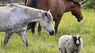 Poprad rieši kuriózny problém: chov koní medzi panelákmi