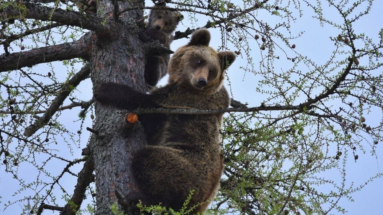 Medvedica Ingrid mláďatá medveď strom 1140 px (TASR)