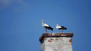 Košická ZOO získala unikátneho bociana, patrí k najväčším na svete
