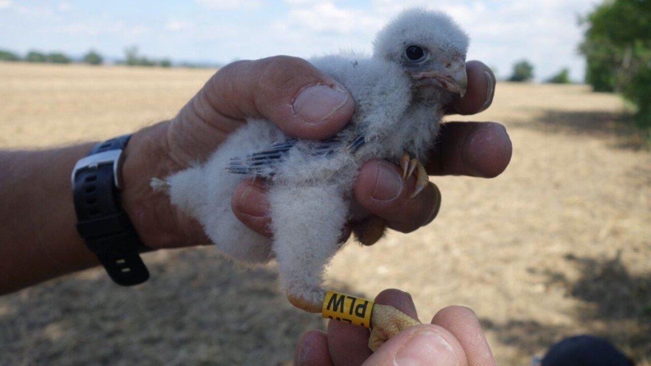 Ornitológovia oslavujú, ohrozený sokol sa vrátil na Slovensko