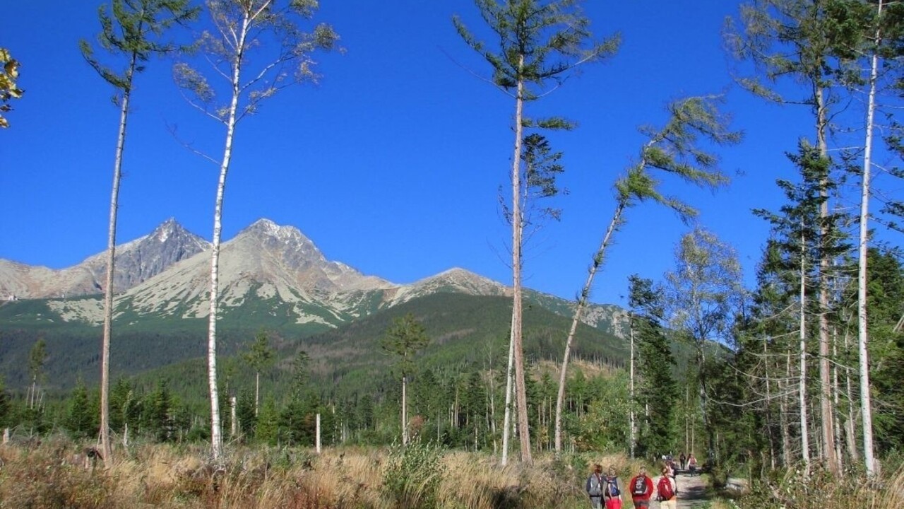 Tatry ohrozuje najnebezpečnejšia invázna rastlina na Slovensku