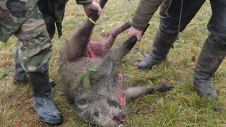 U susedov sa vyskytol prasací mor, vyhlásili zákaz lovu diviakov