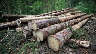 Slovenskí spracovatelia dreva posielajú na Moravu prvý kamión so stavebným materiálom