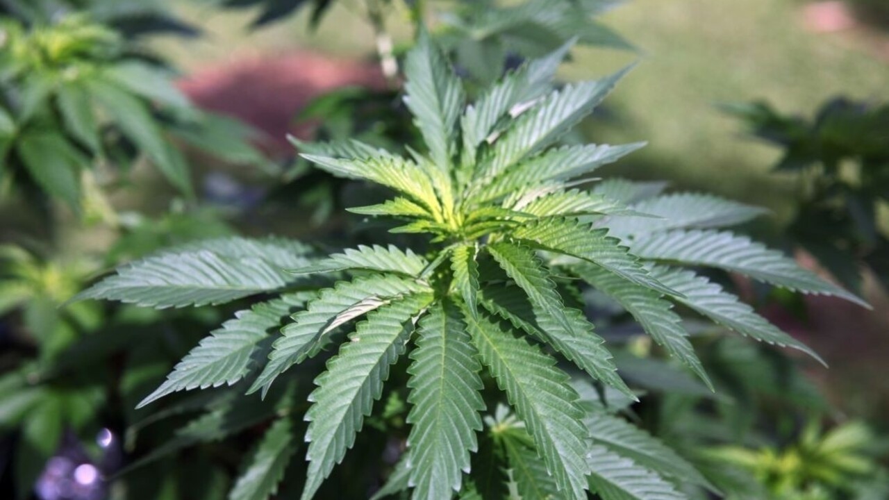 Uruguaj spustí predaj marihuany na rekreačné účely