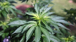 Uruguaj spustí predaj marihuany na rekreačné účely