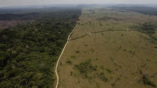 V Brazílii navrhujú zmenšiť Amazonský prales a zvýšiť výrub stromov