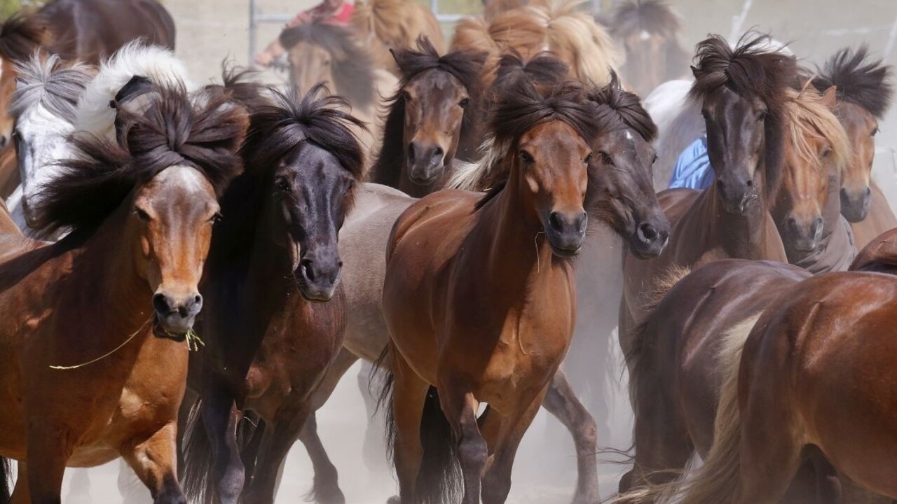 Podvody s konským mäsom sa týkali ôsmich krajín a stoviek ton mäsa