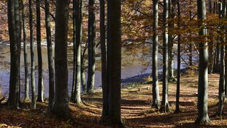 Lesy efektívne chránia pred dôsledkami zmeny klímy, ukazujú štúdie zo Slovenska