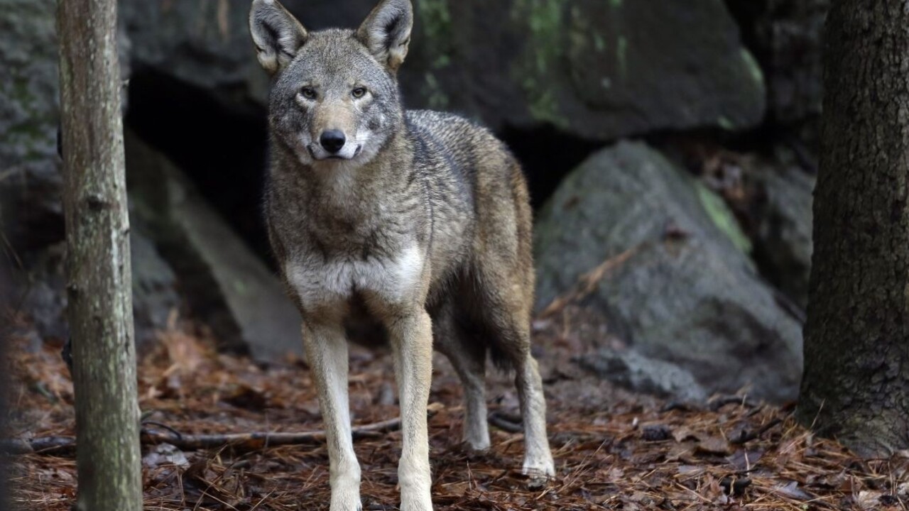 Nová štúdia prezrádza, kedy a prečo sa z vlkov vyvinuli psy