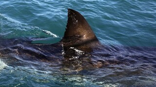 Najlepší plavec histórie si "zaplával" so žralokom. Pozrite si, ako to dopadlo