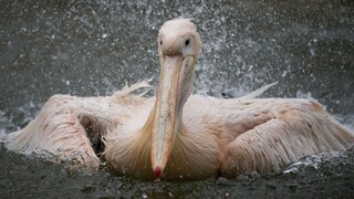 Bezdomovci zabili v ZOO vzácne vtáky, k činu ich doviedol hlad