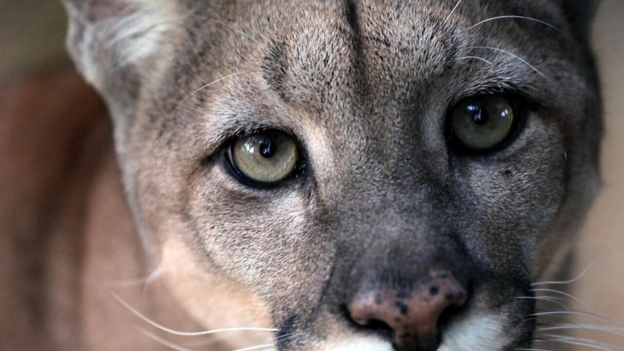 Z českej zoo utiekla puma, pátra po nej polícia