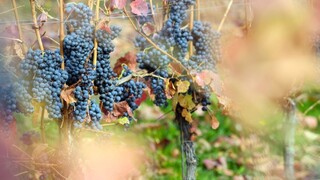 víno hrozna vinohrad 1140px (SITA/Martin Havran)