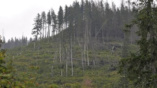 Smrekové lesy ničia premnožené lykožrúty, lesníci pripravujú novú stratégiu