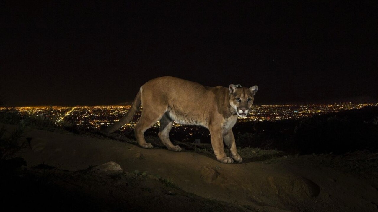 Turisti zachytili na videu raritné stretnutie s pumou americkou
