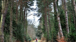 Nafilmovali vzácne snehobiele zviera, video sa stalo hitom