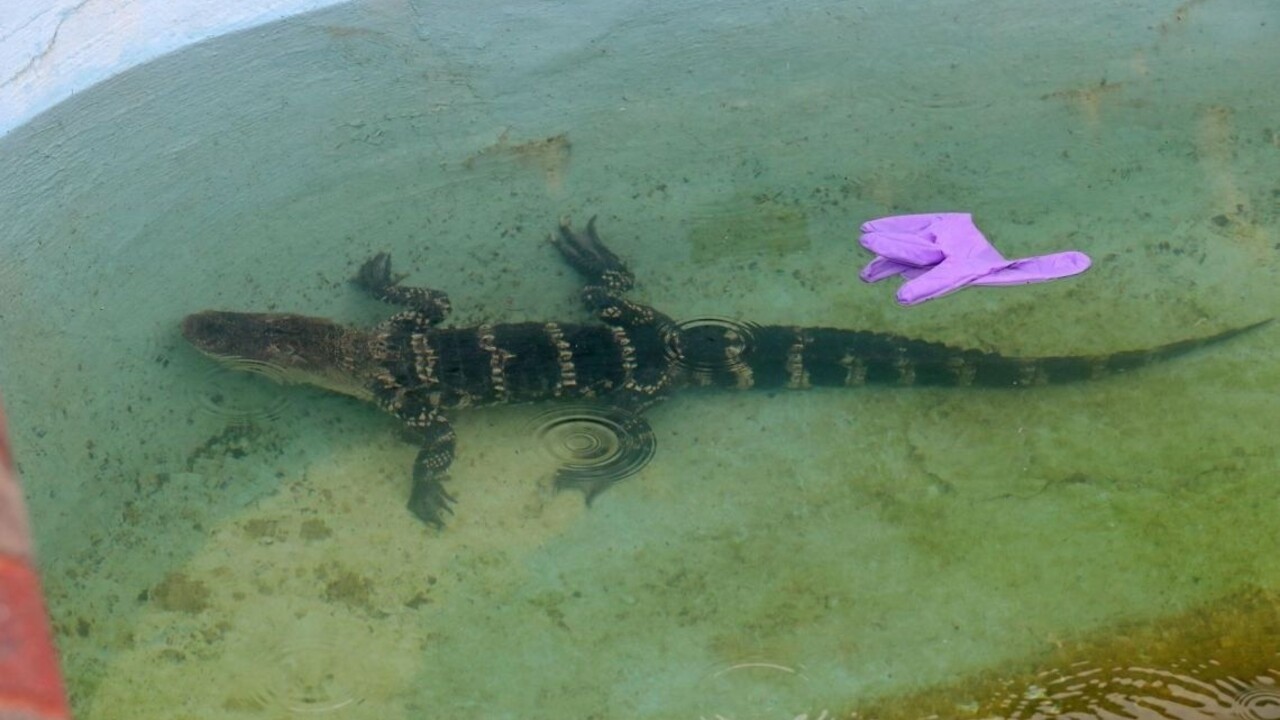 V americkom New Jersey našli v bazéne motela aligátora