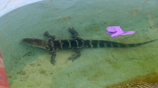 V americkom New Jersey našli v bazéne motela aligátora