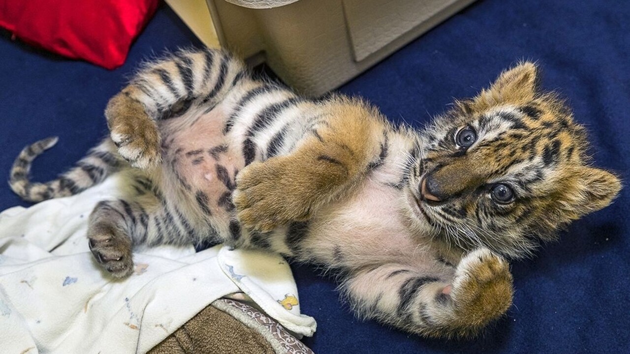 Tiger mláďa pašovanie 1140 px (SITA/AP)