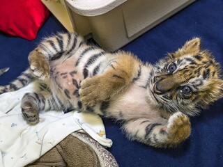 Tiger mláďa pašovanie 1140 px (SITA/AP)