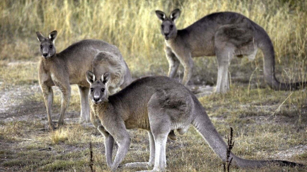 Jedzte viac kengurieho mäsa, vyzvali obyvateľov Austrálie