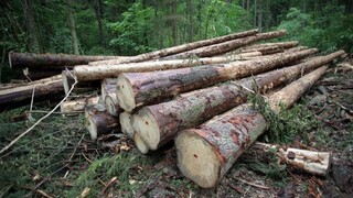 Ťažba dreva ničí národné parky, ochranári hovoria o katastrofe