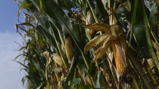 Úroda poľnohospodárskych plodín bude zrejme nižšia