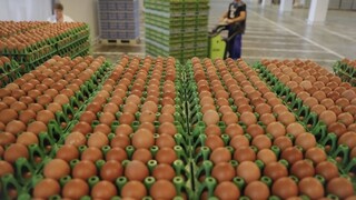 Dodávateľ sa zaručil, že vajcia nie sú kontaminované. Boli
