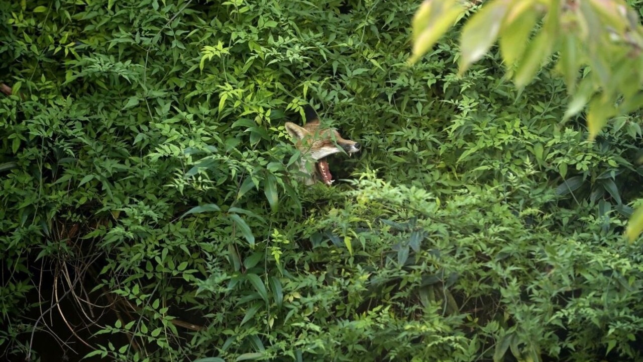Najzaujímavejšie fotografie týždňa
