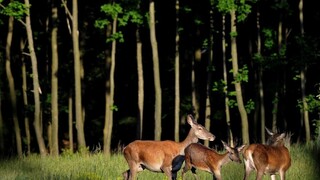 Absurdná situácia: zrazenú zver podľa zákona nemá kto odpratať